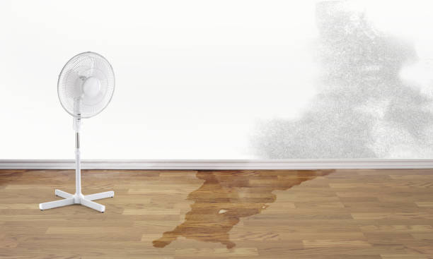 Best Water damage contractors near me  in Old Fig Garden, CA